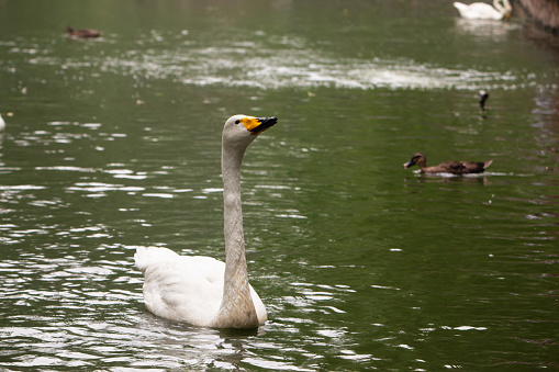 Close-up of a swan on the Erft