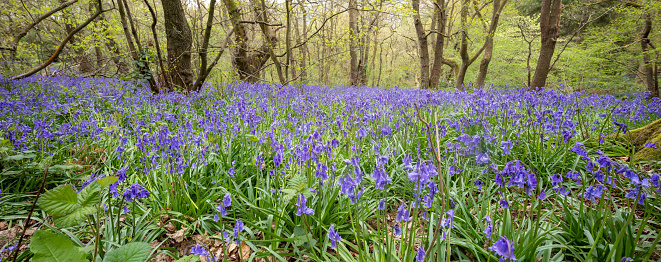 Seasonal Spring scene in ancient woodland forest in Yorksire, England with bluebell flowers and crisp new green verdant leaves