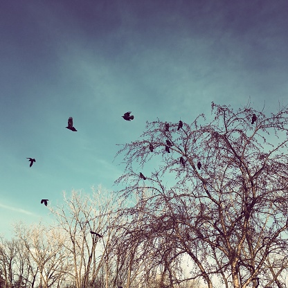 Crows on tree and in flight