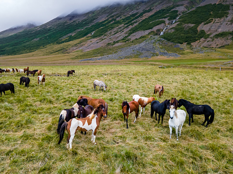 A herd of Icelandic horses in Akureyri, Iceland