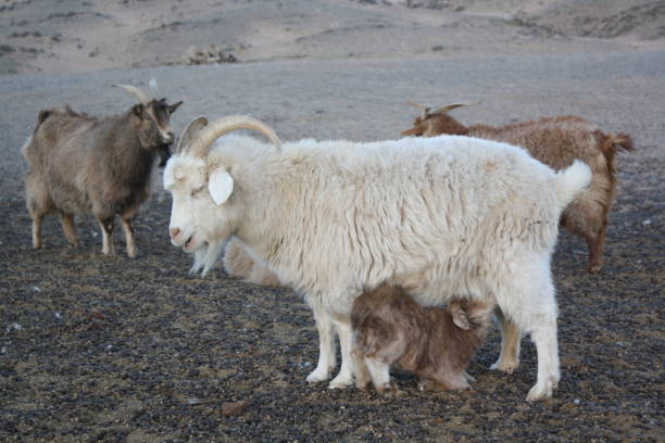 Mongolian goats, Gobi Desert, Mongolia. stock photo