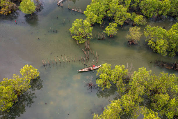 Drone view fisherman in Ru Cha forest - a mangrove forest in leaf changing season - Huong Phong, Huong Tra, Thua Thien Hue province