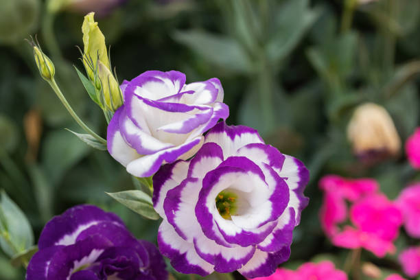 nahaufnahme von lisianthus-blüten oder eustoma-pflanzen blühen im blumengarten - lisianthus stock-fotos und bilder