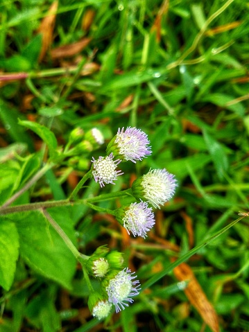Ageratum conyzoides or bandotan plant, a wild plant that is often ignored but has health benefits
