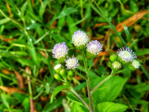 Ageratum conyzoides or bandotan plant,  a wild plant that is often ignored but has health benefits