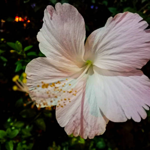 hibiscus rosa bianco fiori - potted plant hibiscus herb beauty in nature foto e immagini stock