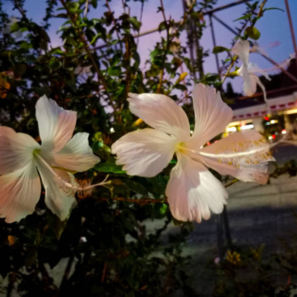 hibiscus rosa bianco fiori - potted plant hibiscus herb beauty in nature foto e immagini stock