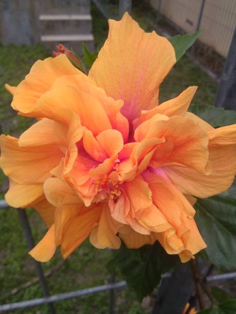 istock Stacked orange hibiscus flowers that look beautiful and elegant 1434304820