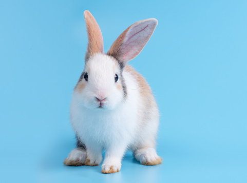 Front view of cute baby rabbit standing on blue background. Lovely action of young rabbit.