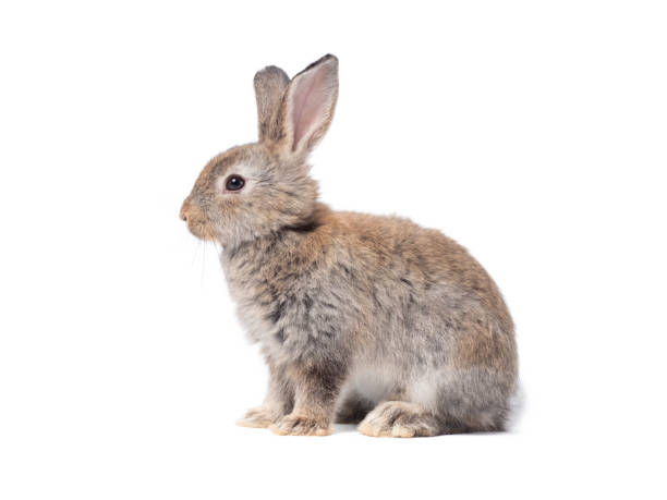 istock Adorable gray rabbit sitting  on white background. 1434305880