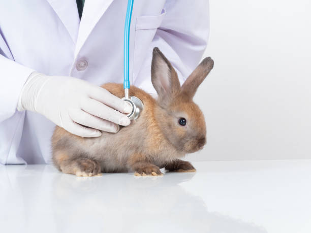 istock Veterinarian doctor examining a brown rabbit with a stethoscope on white table and white background. 1434305883