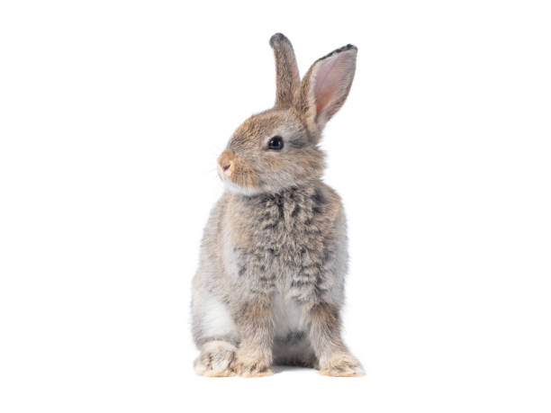 istock Adorable gray rabbit sitting  on white background. 1434305887