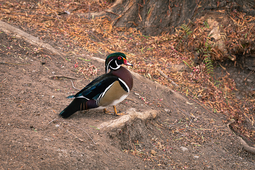 Portrait of the Wood duck male standing on the soil next to the tree trunk