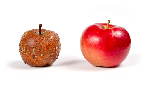 Rotten and fresh apple on a white background.