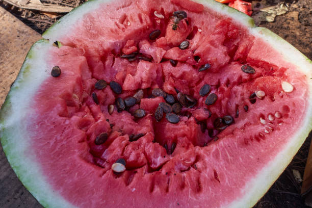 istock A burst watermelon lies on the ground. 1434310595