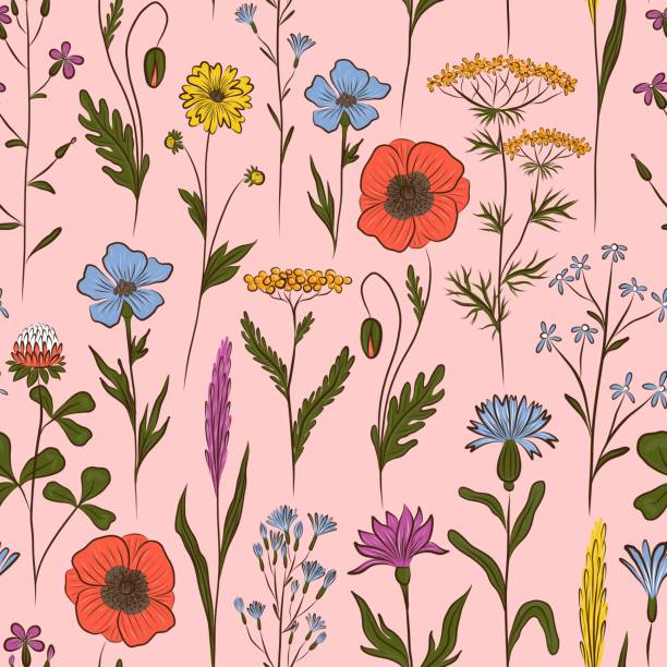 ilustrações, clipart, desenhos animados e ícones de fundo sem costura do vetor rosa com flores silvestres multicoloridas - uncultivated flower chicory cornflower