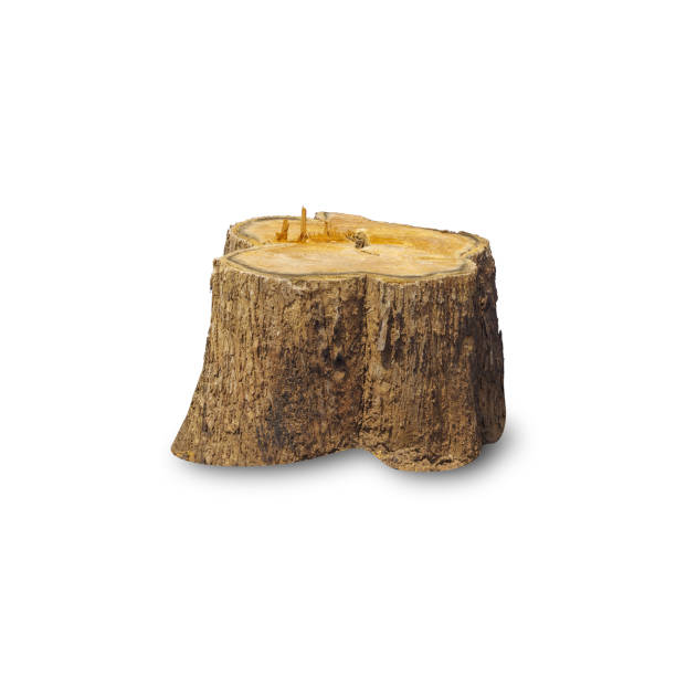 istock Teak stump isolated on white background 1434316045