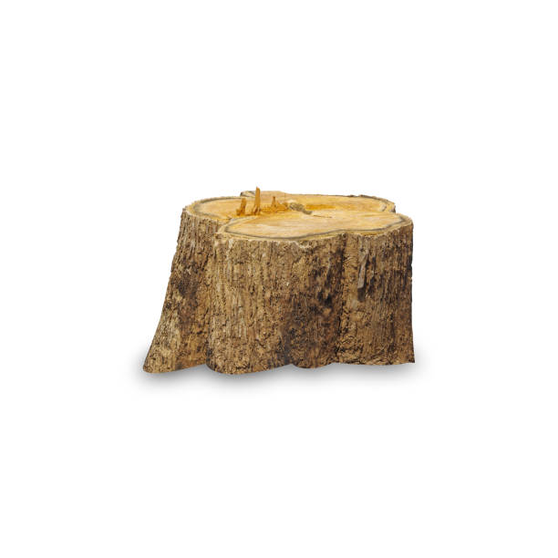 istock Teak stump isolated on white background 1434316050