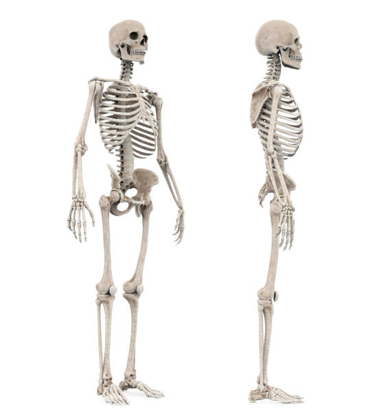istock Human Skeleton Anatomy Isolated 1434316055