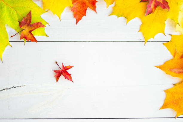 istock Background of many yellow maple leaves with space for text on a white background. Autumn Leaf Background 1434317552