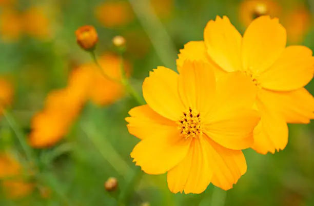 Cosmos yellow flower stamens yellow-black Blurred green background with leaves. outdoor fresh flowers