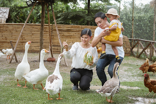 Happy family father, mother and son feed duck at farm.