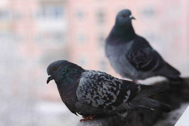 istock Two gray city pigeon sits on the window 1434321051
