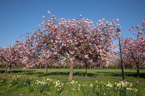 Blossoming apple orchard in spring. Ukraine, Europe. Beauty world.