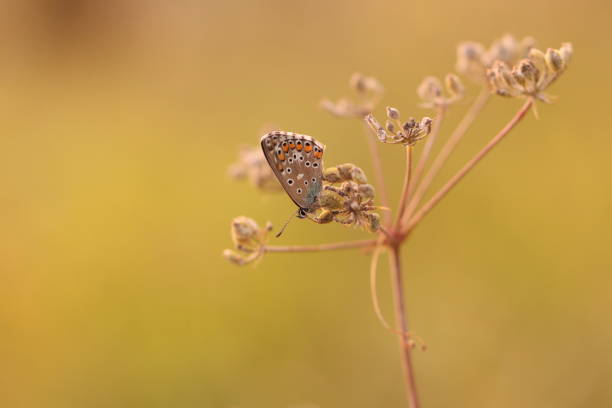 istock A Butterfly on a flower 1434324344