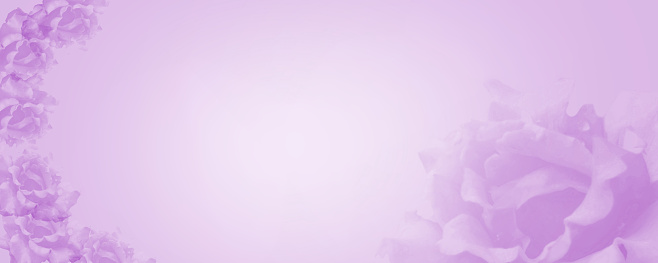 Dreamy purple gradient background with roses flowers merging in a pastel colored flower composition. Floral border frame and copy space. Template banner
