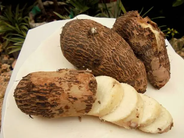 Taro tubers are producers of the taro plant which the Javanese call Entik.