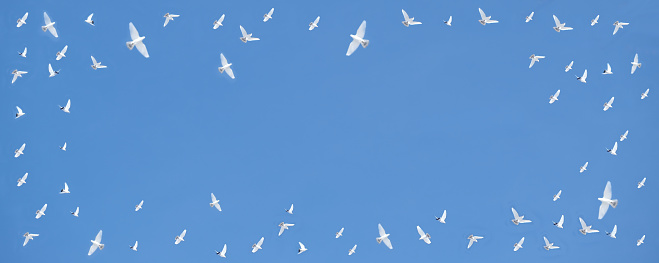 White doves flying in the blue sky. Dove of Peace, symbol