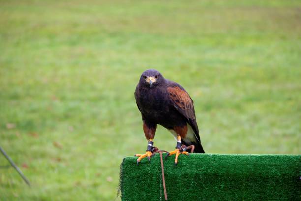 A portrait of a harris's hawk parched on a falconry prop during a falconry birdshow. The bird, also known as a desert or dusky hawk is looking around and has a wire around its paw. un retrato de un halcón de harris reseco en un accesorio de cetrería durante una exhibición de aves de cetrería. el ave, también conocida como halcón del desierto o oscuro, está mirando a su alrededor y tiene un cable alrededor de su pata.