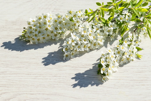 Gently blooming branches of spirea on a light wooden background.