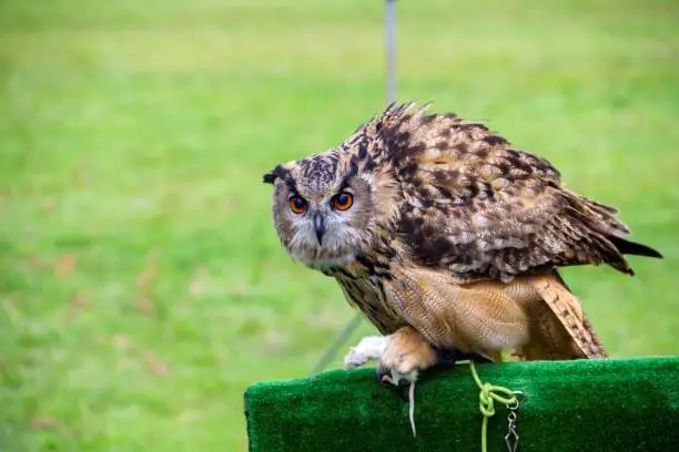 A portrait of a bubo, bubo, eurasian eagle owl or uhu sitting on a stage piece during a falconer show. The bird of prey has a dead mouse in its claws and is eating it.