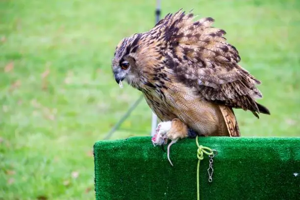 A portrait of a eurasian eagle owl, uhu or bubo bubo sitting on a stage piece during a falconer show. The bird of prey has a dead mouse in its claws and is eating the torn of piece in its beak.