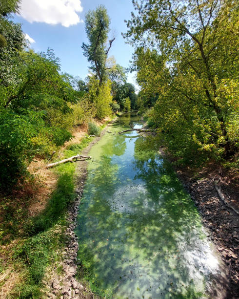 istock Small stream in park in summerly Germany, overgrown with moss and algae 1434328028