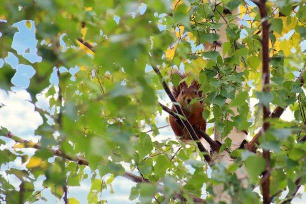 Eurasian red squirrel (Sciurus vulgaris) hiding in a dense birch tree