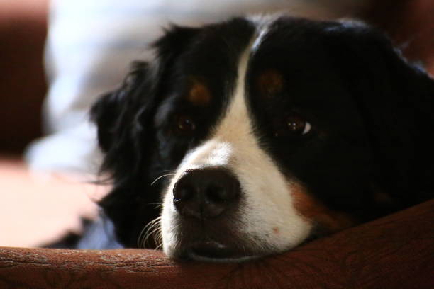 Backlit Portrait of Bernese Mountain Dog lying on a couch.