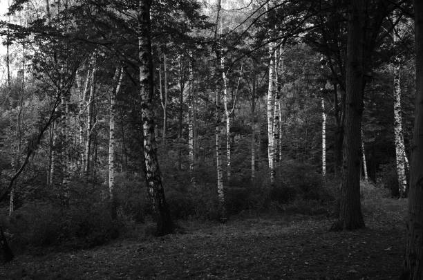 A summer day in the forest on the hill