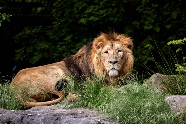 istock A portrait of a lion lying down on a rock looking around and scouting for its next prey. 1434329365