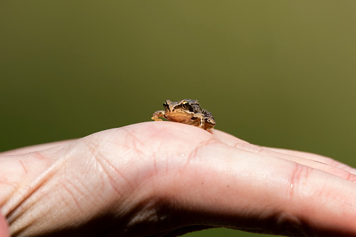 A portrait of a little baby frog sitting really still on a hand with a smooth green background. The baby frog was picked up in the middle of the forest.