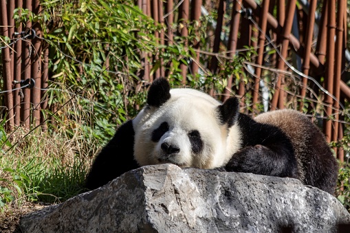 A portrait of a cute black and white panda bear lying on a rock. The animal is resting or trying to sleep.