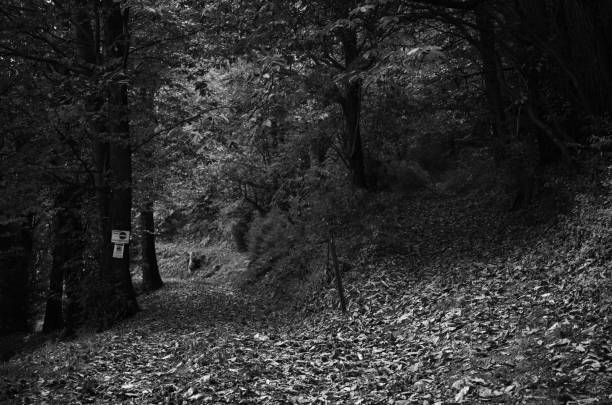 Foliage in the Biella mountains
