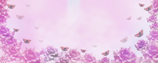 Dreamy purple pink gradient background with roses flowers and butterfly merging in a pastel colored flower composition. Floral border frame and copy space. Template wide banner