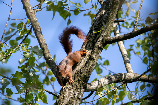 A squirrel climbing in a tree, carefully climbing through all branches, making sure it does not fall down.