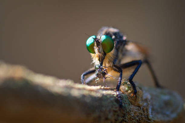 istock close up flies eating small insects in forrest 1434330662