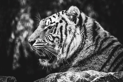 A black and white side portrait of a siberian tiger lying on a rock looking for some prey. The predator animal is a big cat and has an orange and white fur with black stripes.