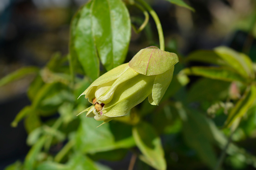 Common passion flower bud - Latin name - Passiflora caerulea