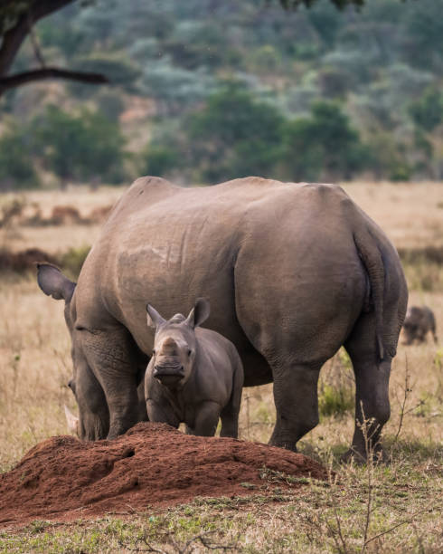 istock Baby Rhino with Mom 1434334249